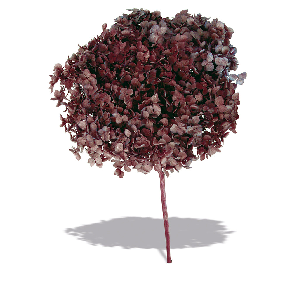Stabilizovaná hortenzie květ - Hydrangea - bordó 1 - 2 kusy