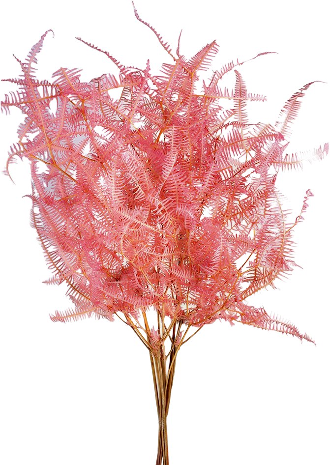 Stabilizovaná kapradina hasivka orličí - Pteridium aquilinum - Růžová - 45 cm