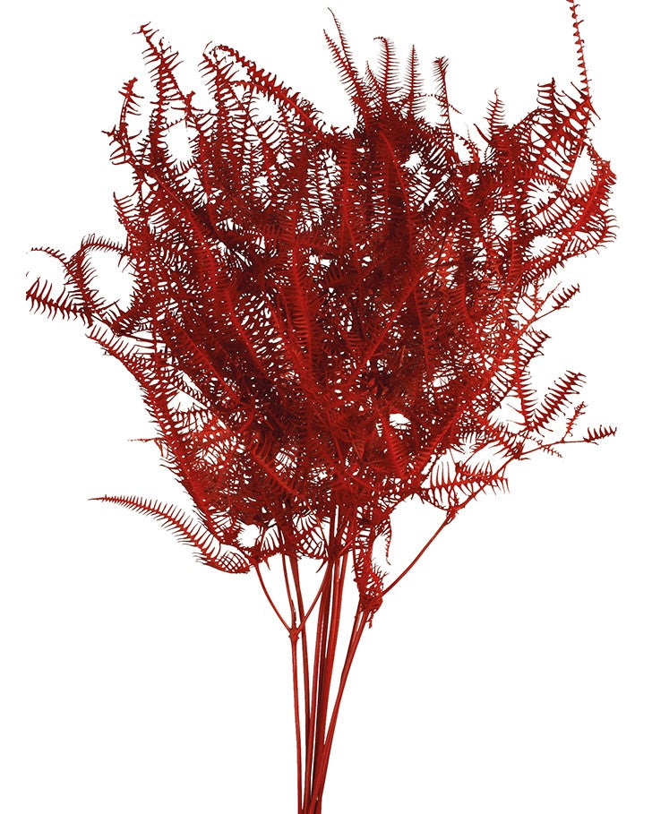 Stabilizovaná kapradina hasivka orličí - Pteridium aquilinum - Tmavě červená - 45 cm