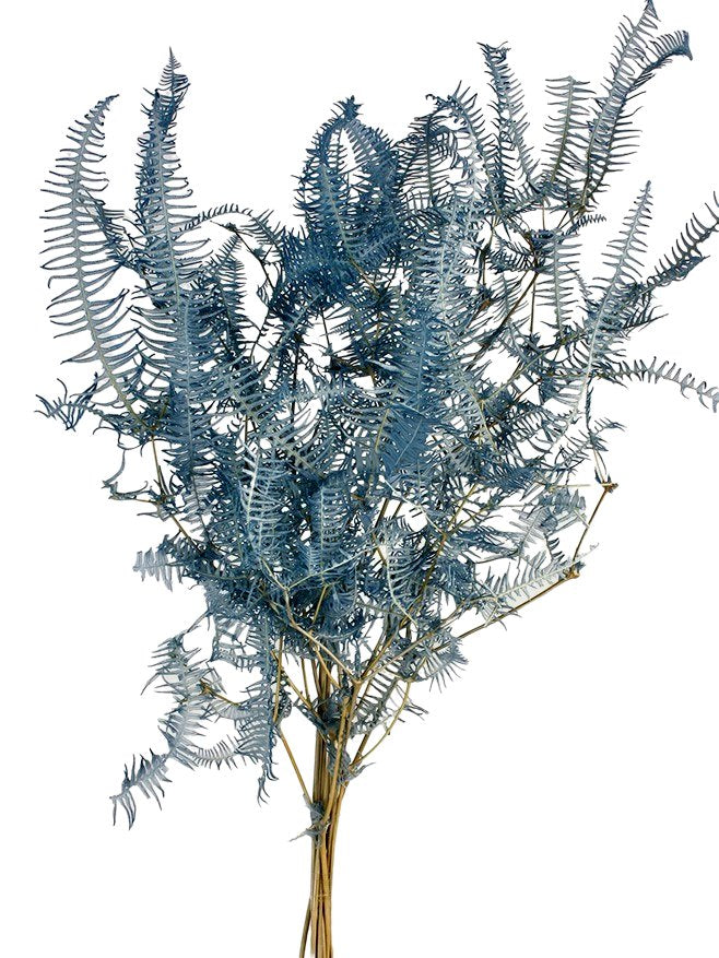 Stabilizovaná kapradina hasivka orličí - Pteridium aquilinum - Šedá - 45 cm