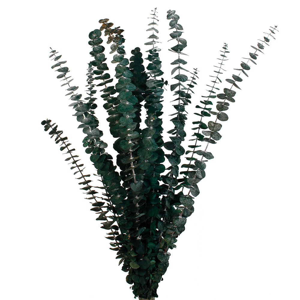 Sušený eukalyptus Baby - Eucalyptus Baby