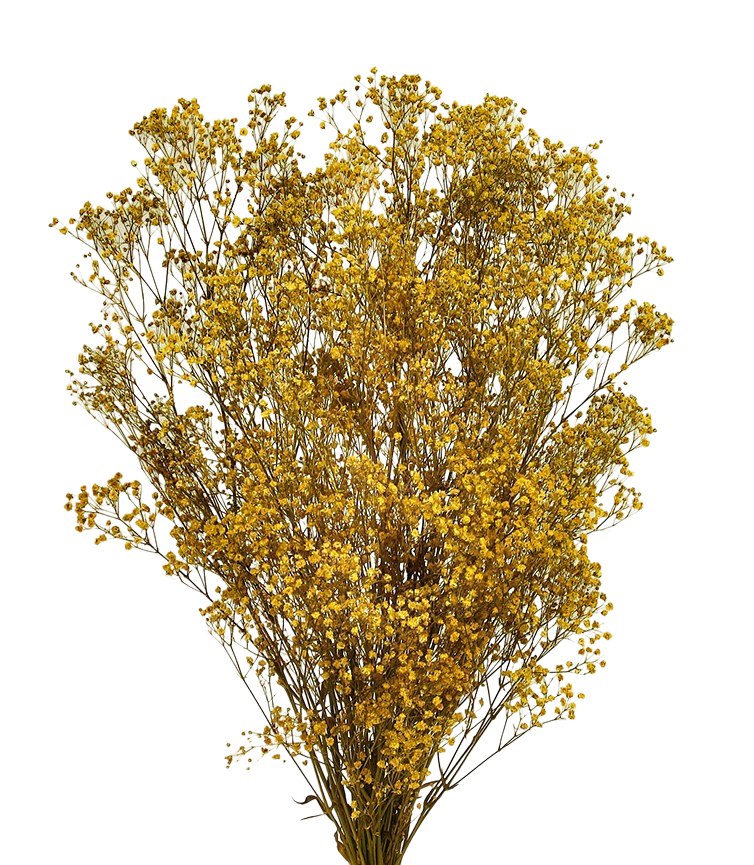 Stabilizovaný šater - Gypsophila paniculata - Jantarová - 60 cm