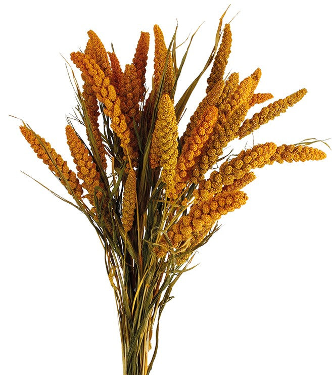 Sušený bér italský - Setaria italica - Jantarová - 75 cm