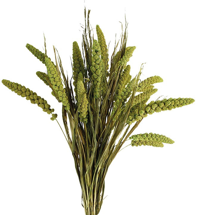 Sušený bér italský - Setaria italica - Pistáciová - 75 cm