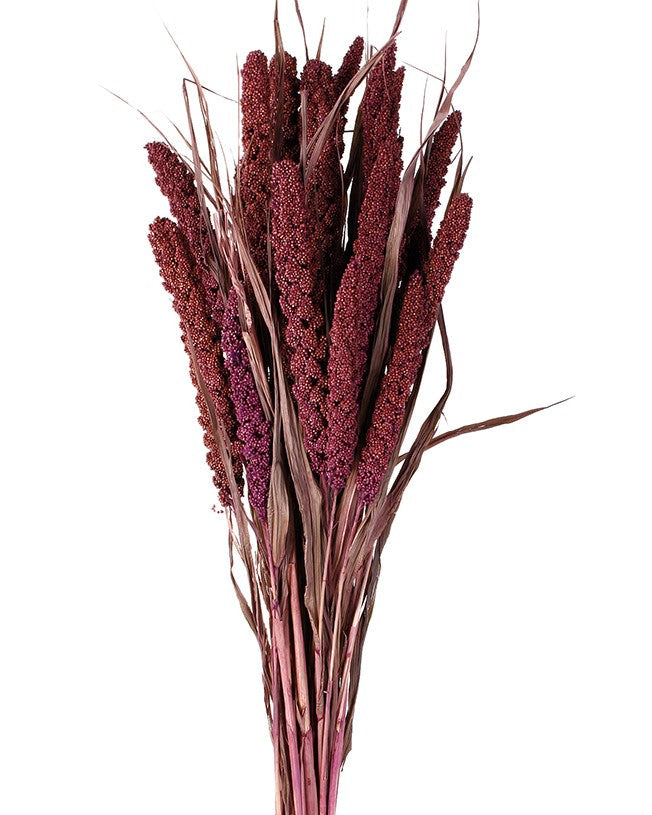 Sušený bér italský - Setaria italica - Bordó - 75 cm