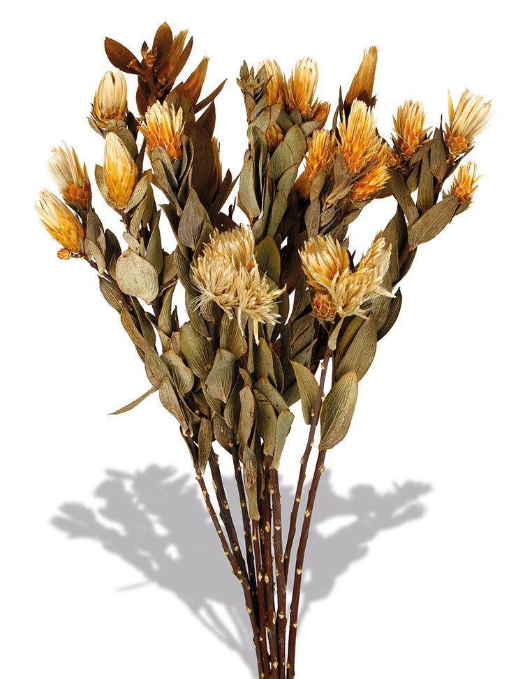 Sušené květiny  Protea repens - Přírodní - 20-30 cm