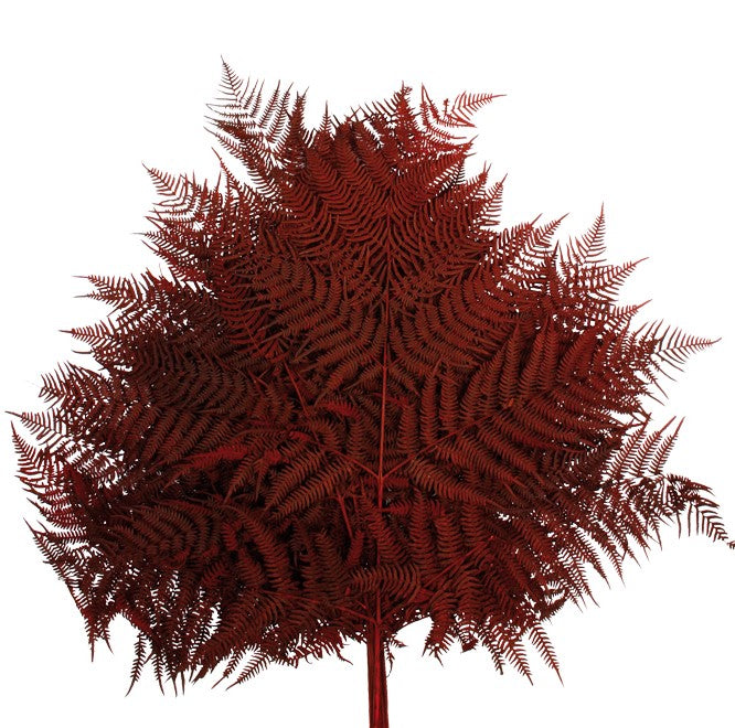 Stabilizovaná kapradina Bracken - Pteridium aquilinum - Tmavě červená - 10 ks