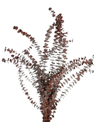 Stabilizovaný Eukalyptus Baby - Eucalyptus Baby - Tmavě červená - 150 g
