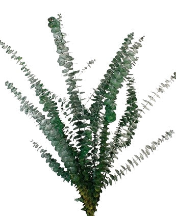 Stabilizovaný Eukalyptus Baby - Eucalyptus Baby - Šedozelená - 60-75 cm
