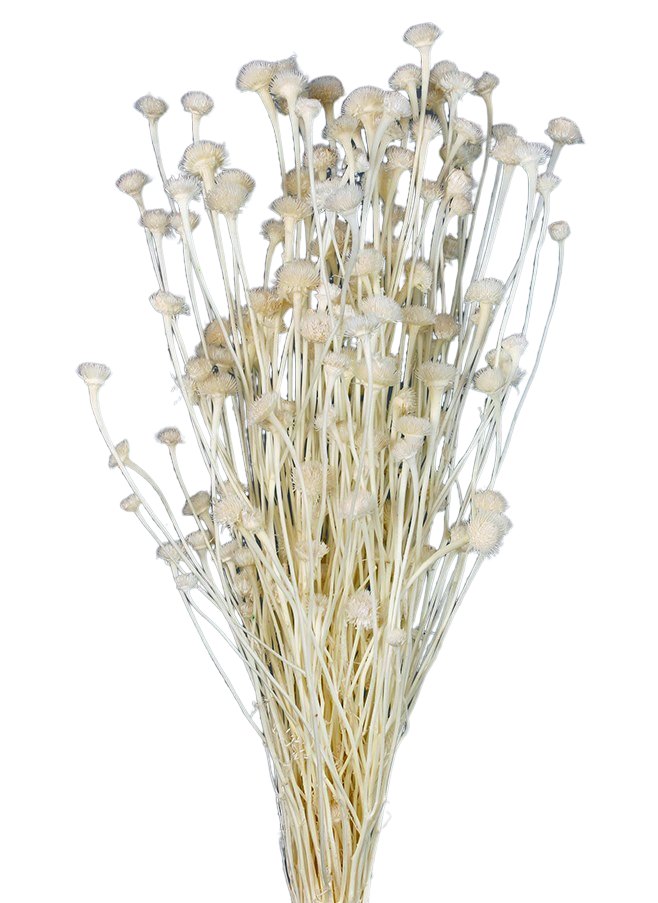 Sušené květy kopretiny - Wild Daisy - Bílá - 50-60 cm