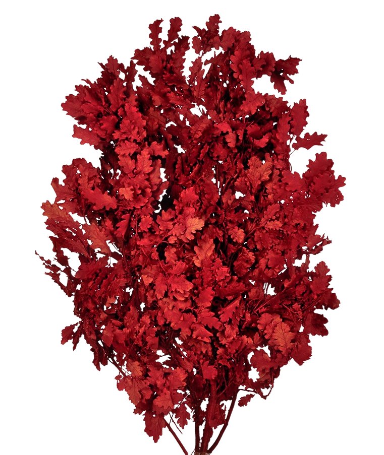 Stabilizované větve dubu - Quercus - Tmavě červená - 500 g