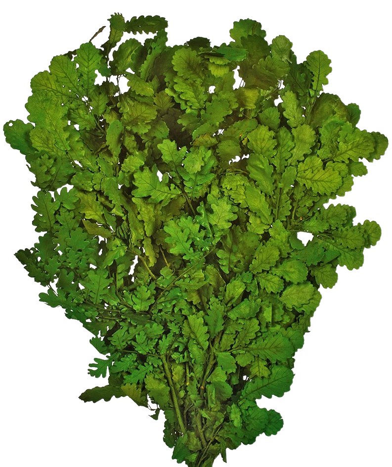 Stabilizované větve dubu - Quercus - Tmavě zelená - 500 g