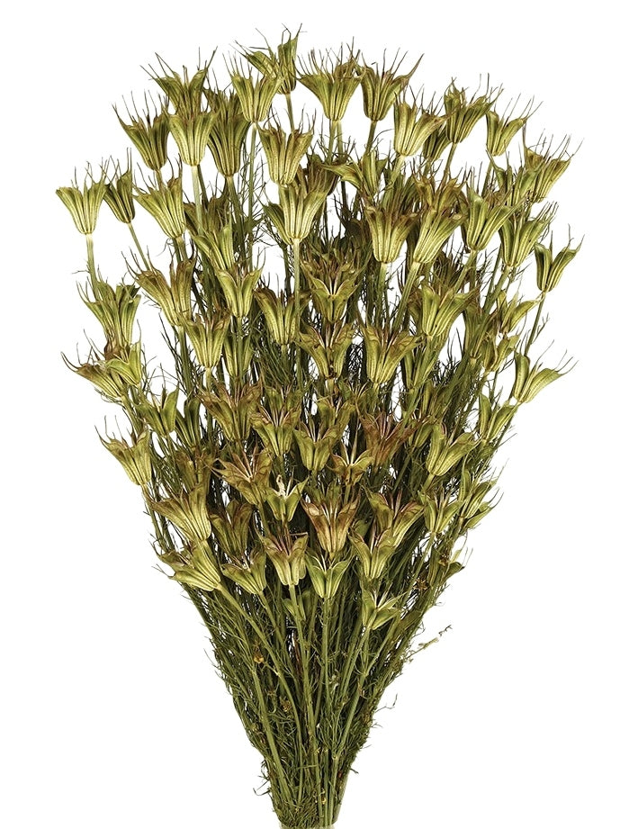 Sušené květiny černucha východní - Nigella orientalis - Přírodní - 100 g