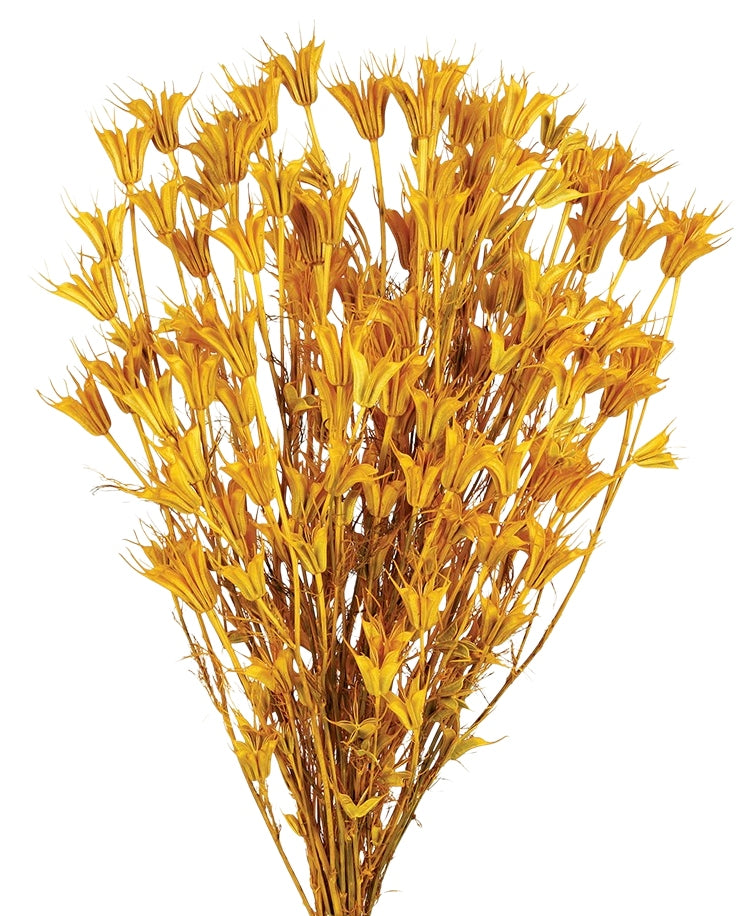 Sušené květiny černucha východní - Nigella orientalis - Jantarová - 100 g