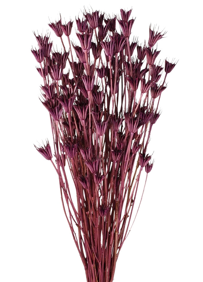 Sušené květiny černucha východní - Nigella orientalis - Bordó - 100 g
