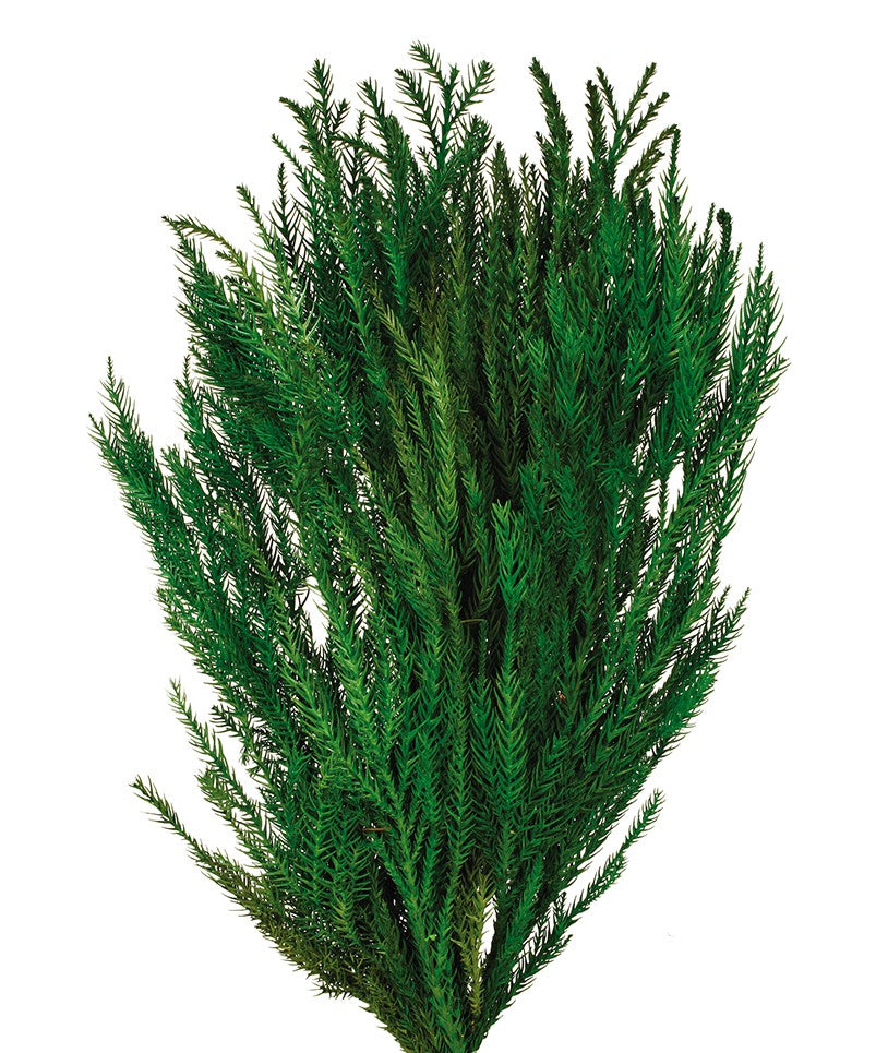 Stabilizovaná kryptomerie japonská - Cryptomeria japonica - Tmavě zelená - 150 g
