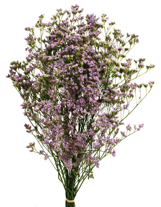 Sušená statice - Limonium - přírodní - 70 cm