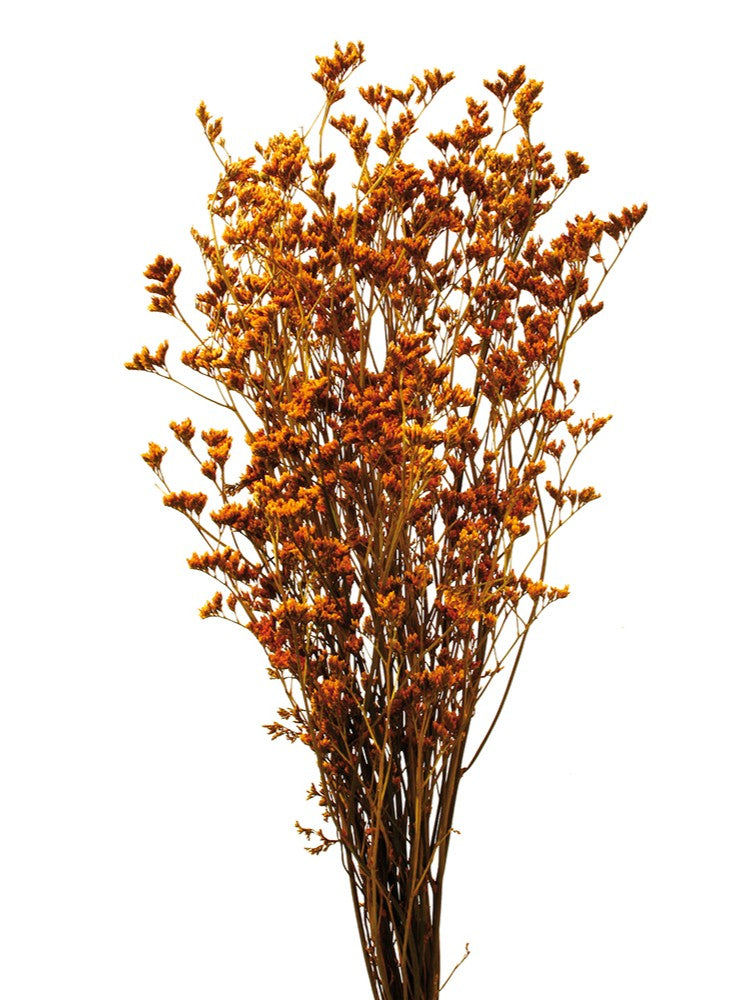 Stabilizované květiny statice - Limonium - Oranžová - 70 cm
