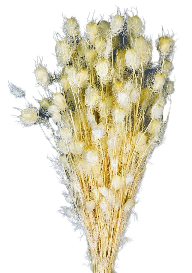 Sušená černucha -Nigella - Bílá - 50 cm