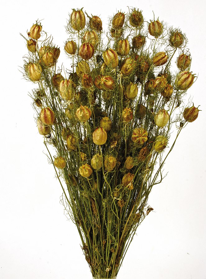 Sušená černucha -Nigella - Přírodní - 50 cm