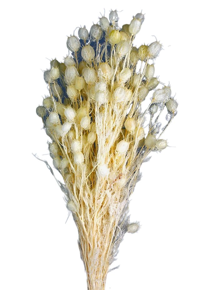 Stabilizovaná černucha - Nigella - Bílá - 50 cm