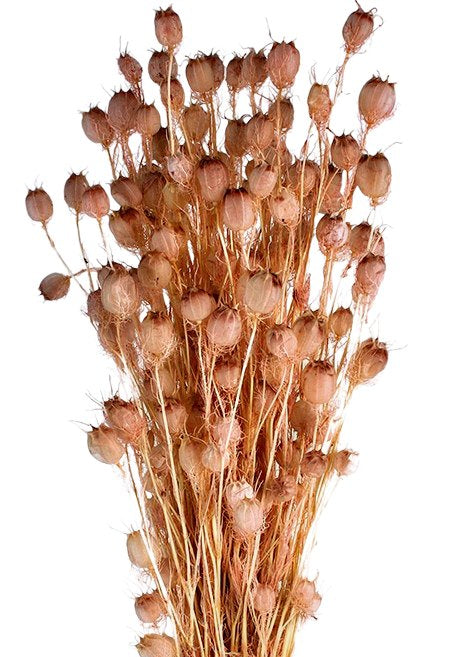 Sušená černucha -Nigella - Starorůžová - 50 cm