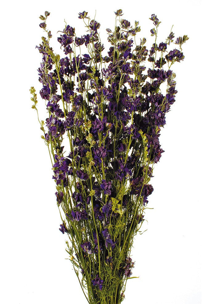Sušené květiny ostrožka - Delphinium - Tmavě fialová - 70 cm