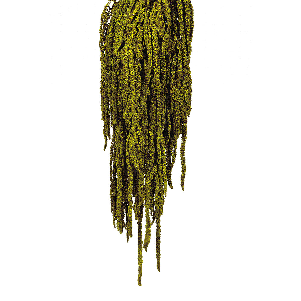 Stabilizovaný laskavec ocasatý - Amaranthus caudatus - Tmavě Zelená - 50-80 cm