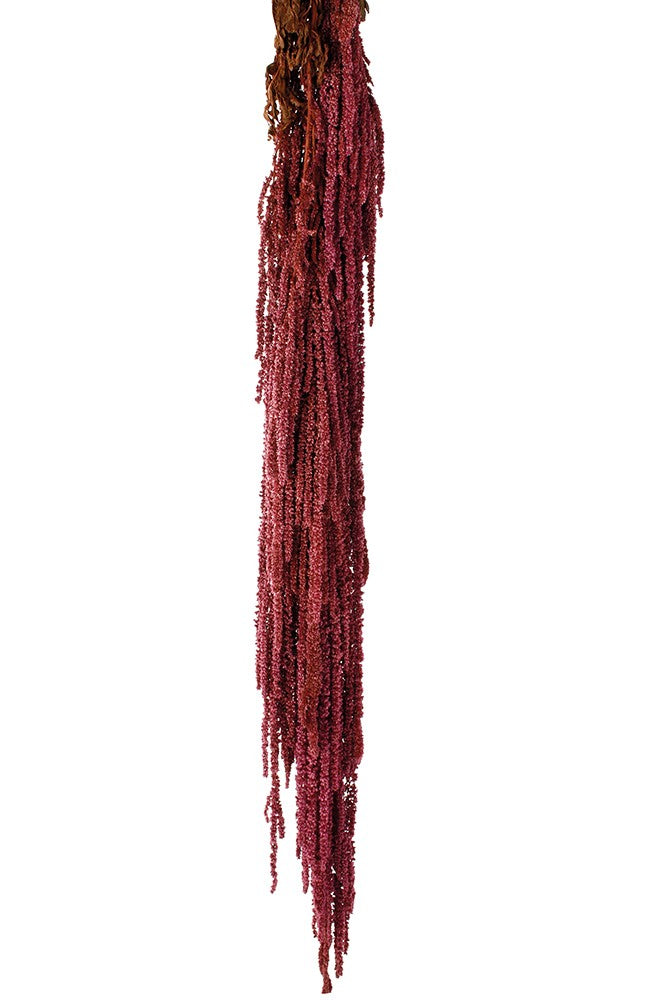 Stabilizovaný laskavec ocasatý - Amaranthus caudatus - Bordó - 50 - 80