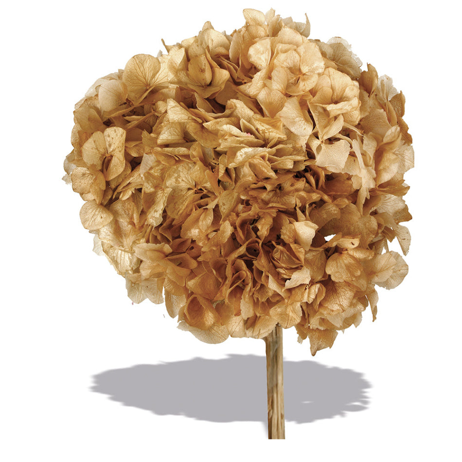 Stabilizovaná hortenzie - Hydrangea - přírodní