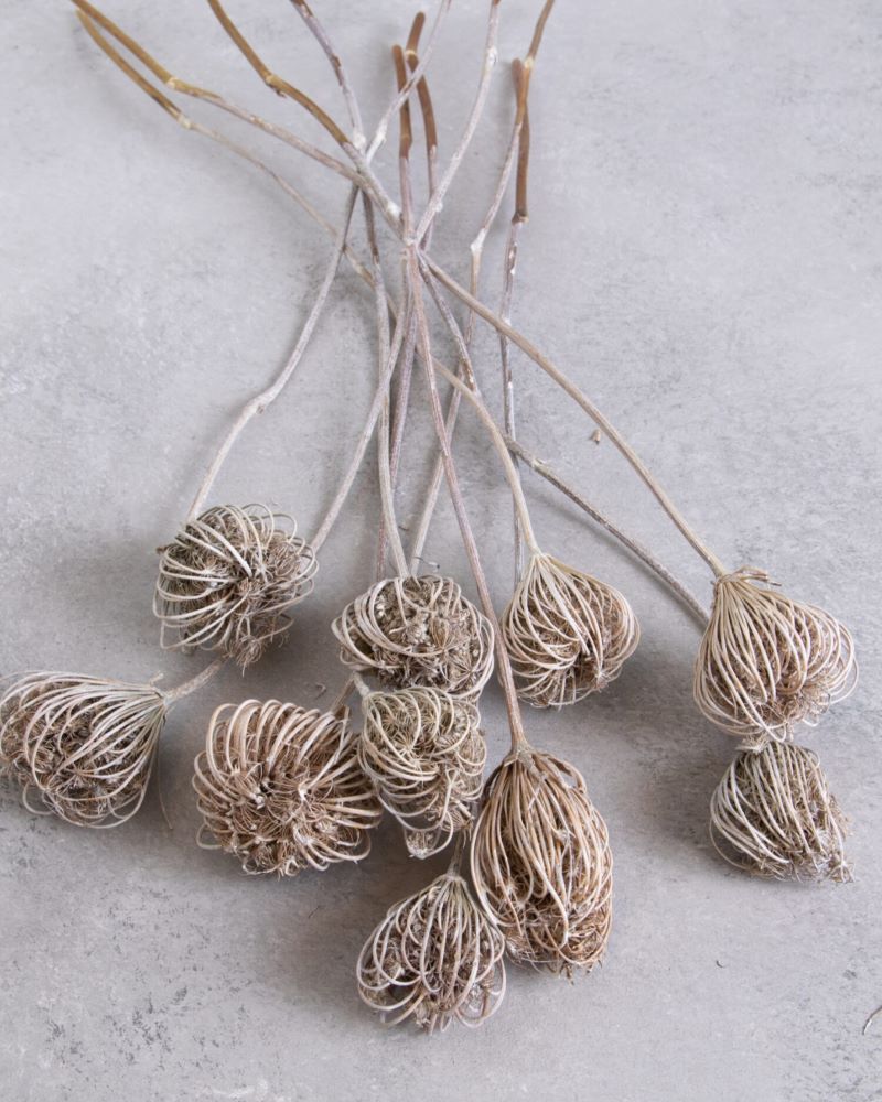 Sušený morač větší - Ammi Majus - bělený