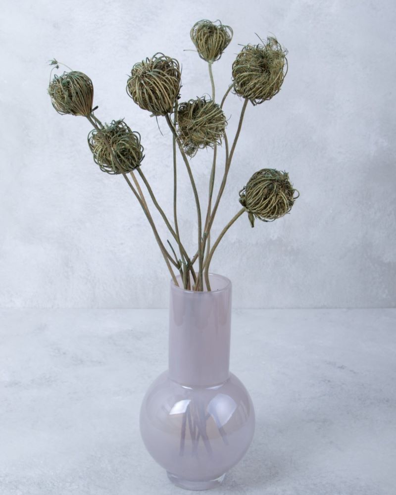 Sušený morač větší - Ammi Majus Green