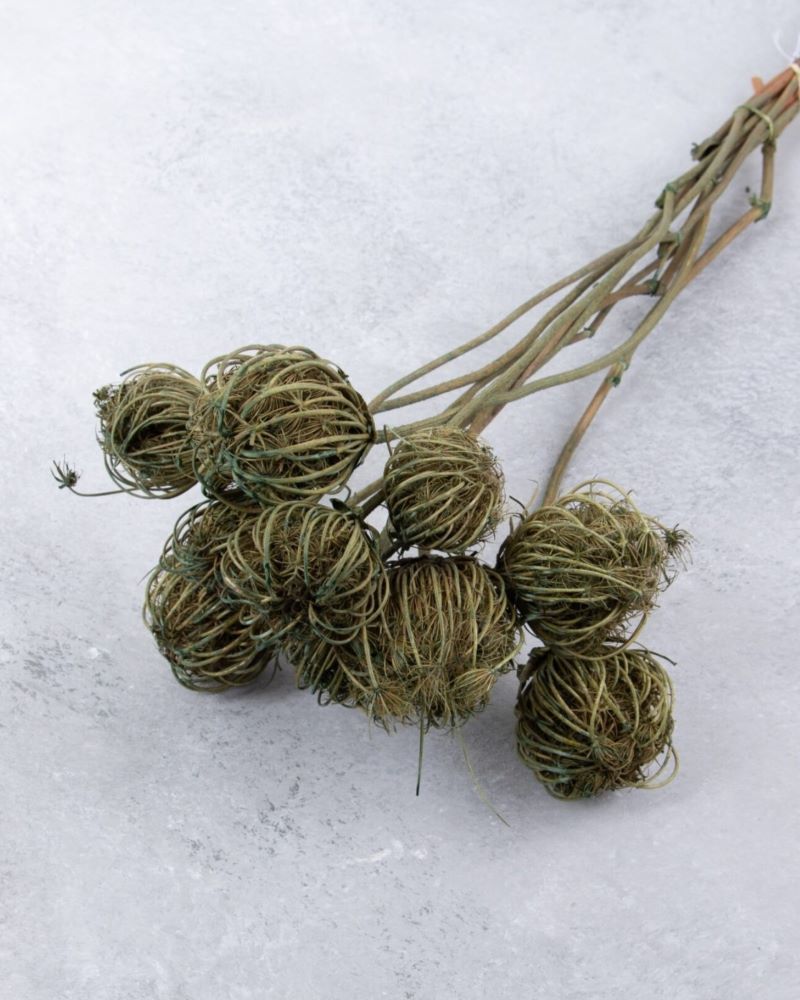 Sušený morač větší - Ammi Majus Green