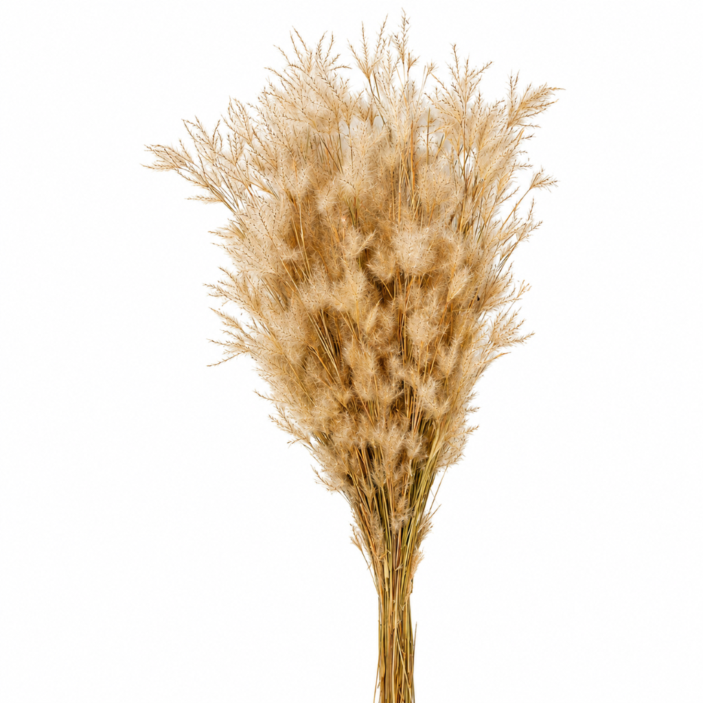 Sušená pampová tráva - Capim Pampa - Přírodní - 60 cm