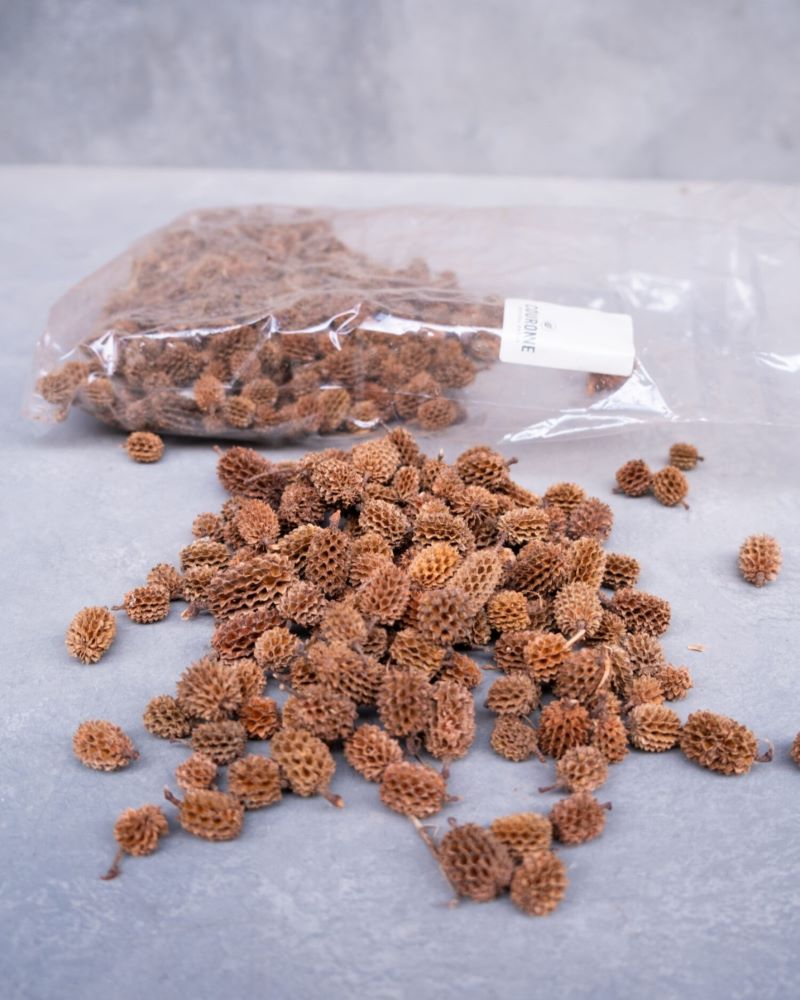 Sušené šištice přesličníku - Casuarina equisetifolia - 500 g