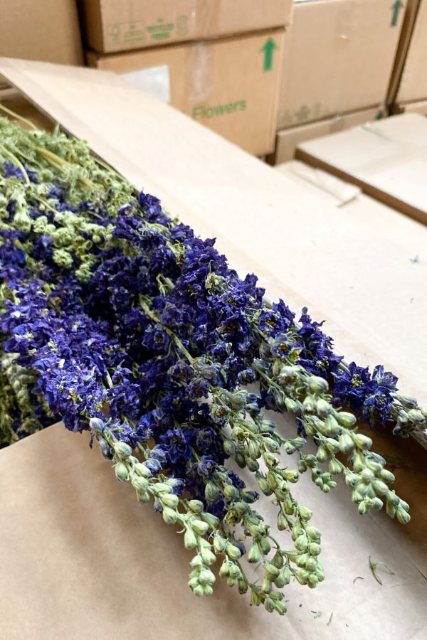 Sušené květiny ostrožky - Delphinium - modrofialové
