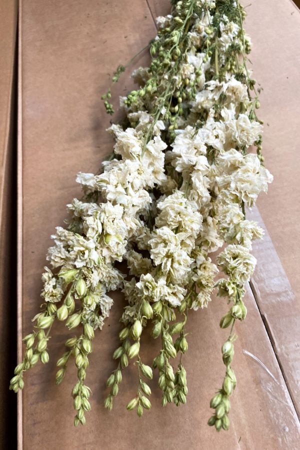 Sušené květiny ostrožky - Delphinium - bílé