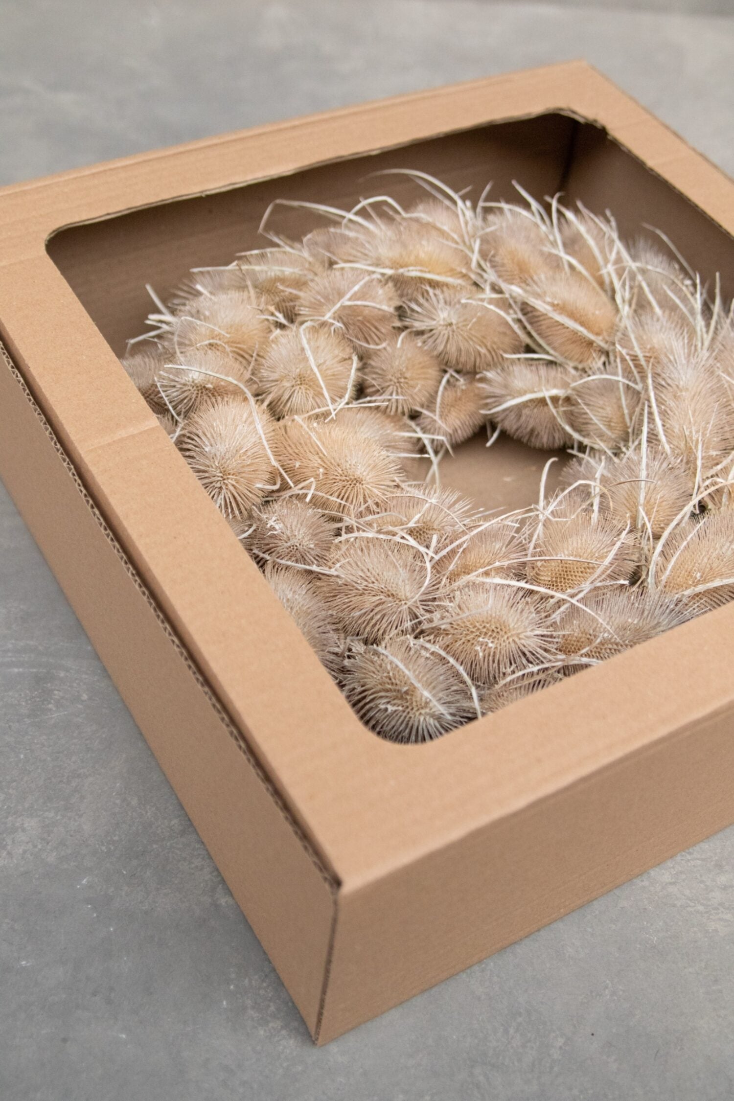 Věnec z bodláku - Dipsacus - bělený - Ø 38 cm