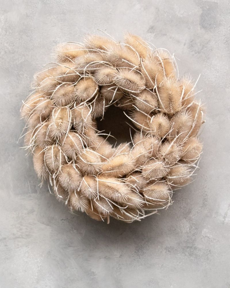 Věnec z bodláku - Dipsacus - bělený - Ø 38 cm