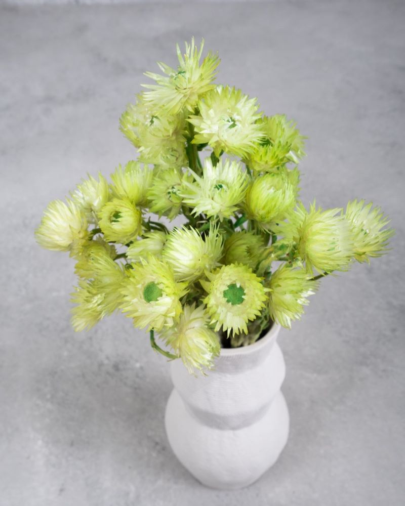 Sušené květiny slaměnek - Helichrysum - limetková - 40 cm