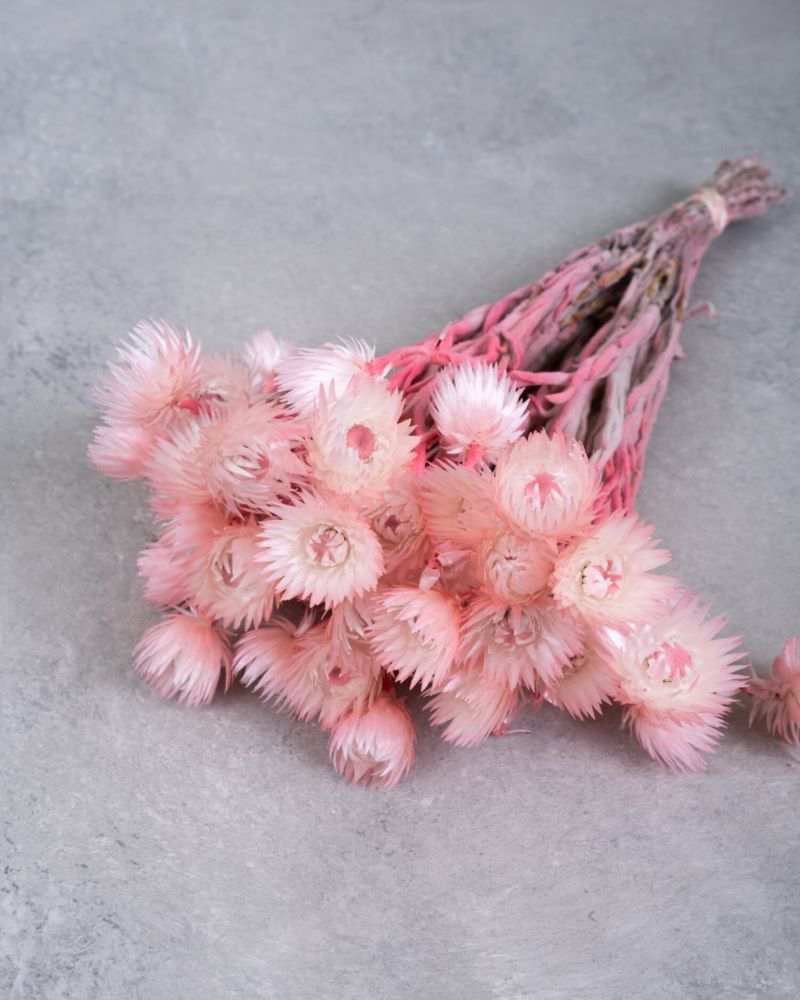 Sušené květiny slaměnek - Helichrysum světle růžová - 40 cm