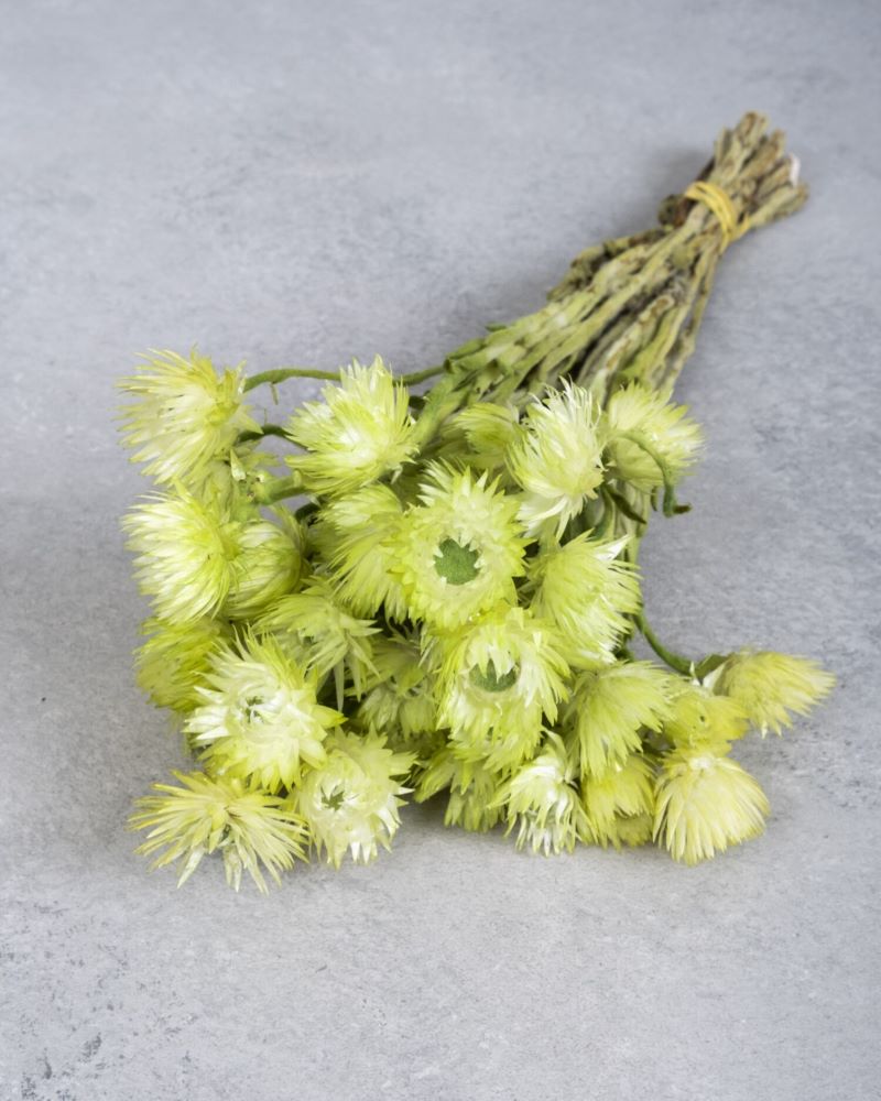 Sušené květiny slaměnek - Helichrysum - limetková - 40 cm