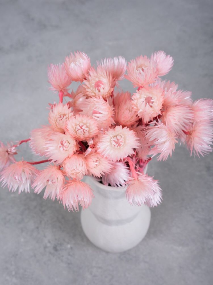 Sušené květiny slaměnek - Helichrysum světle růžová - 40 cm
