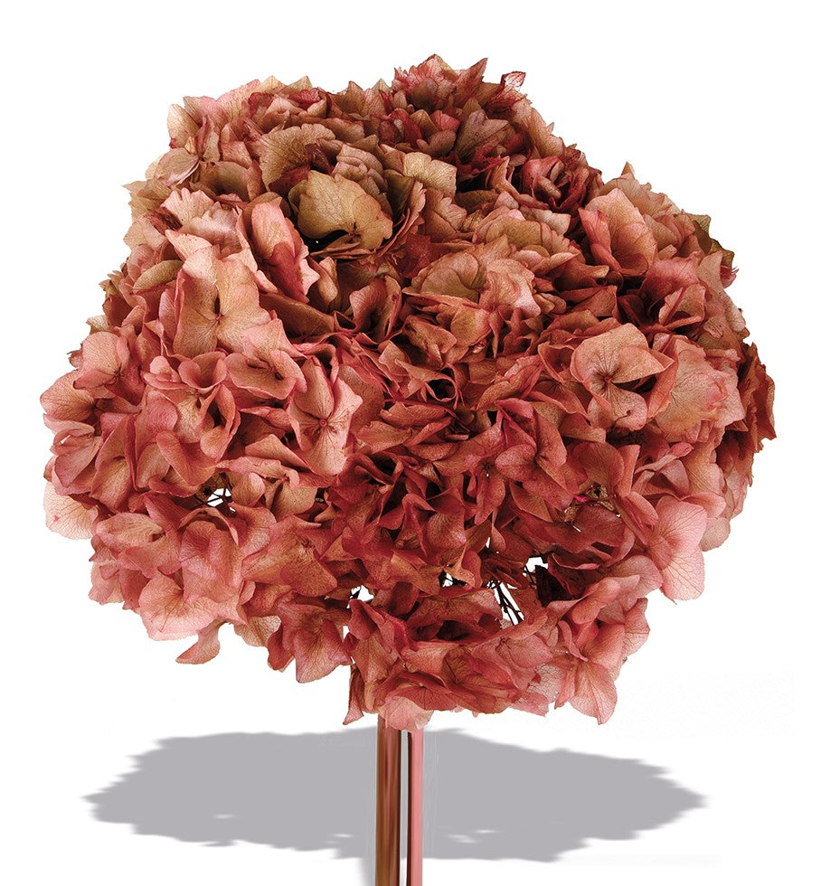 Stabilizovaná hortenzie - Hydrangea - pudrová