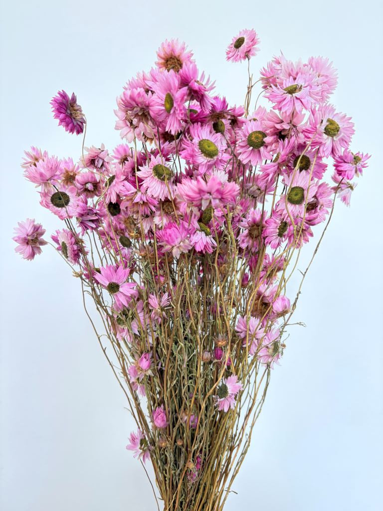 Sušený smilek - Imortelka - Acroclinium - přírodní