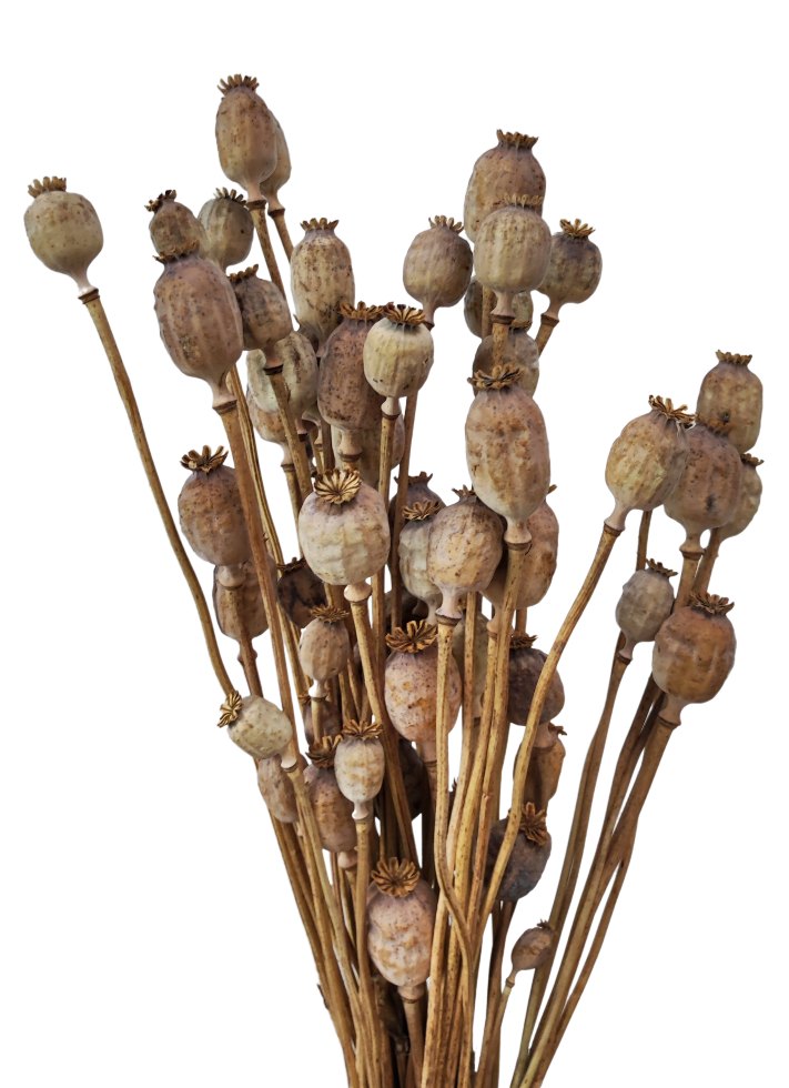 Sušené makovice - Papaver - Přírodní - 200 g