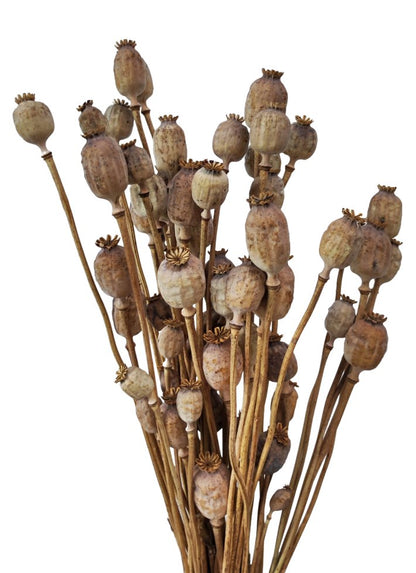 Sušené makovice - Papaver - Přírodní - 200 g