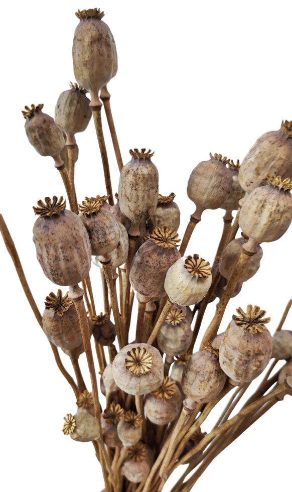 Sušené makovice - Papaver - Přírodní - 200 g