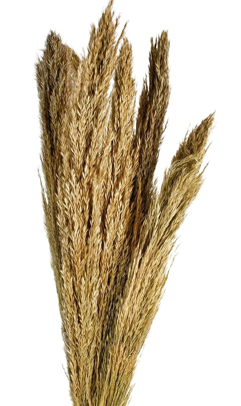 Sušená pampová tráva - Cortaderia selloana - Přírodní - 70-90 cm
