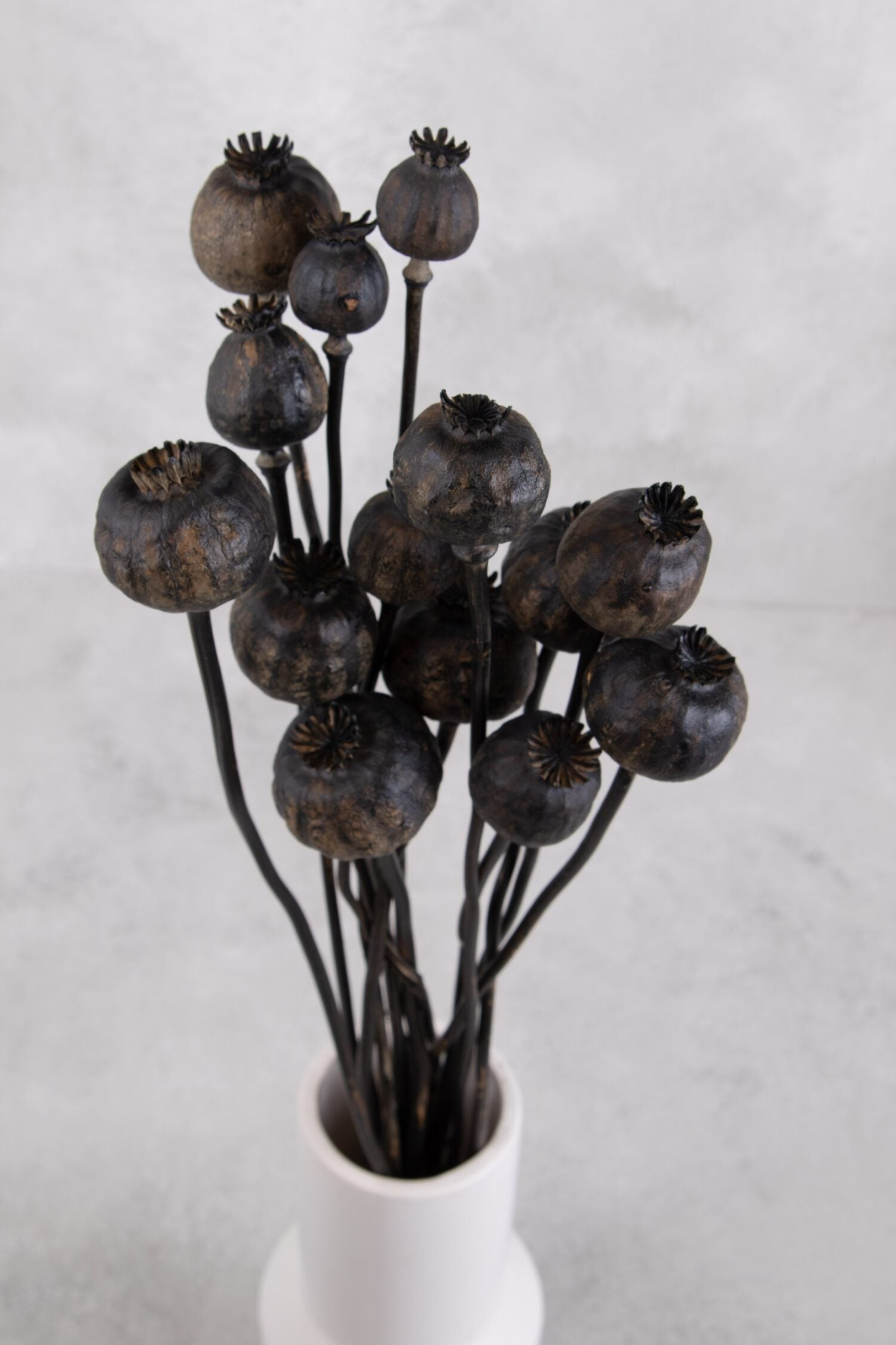 Sušené makovice - Papaver - černý